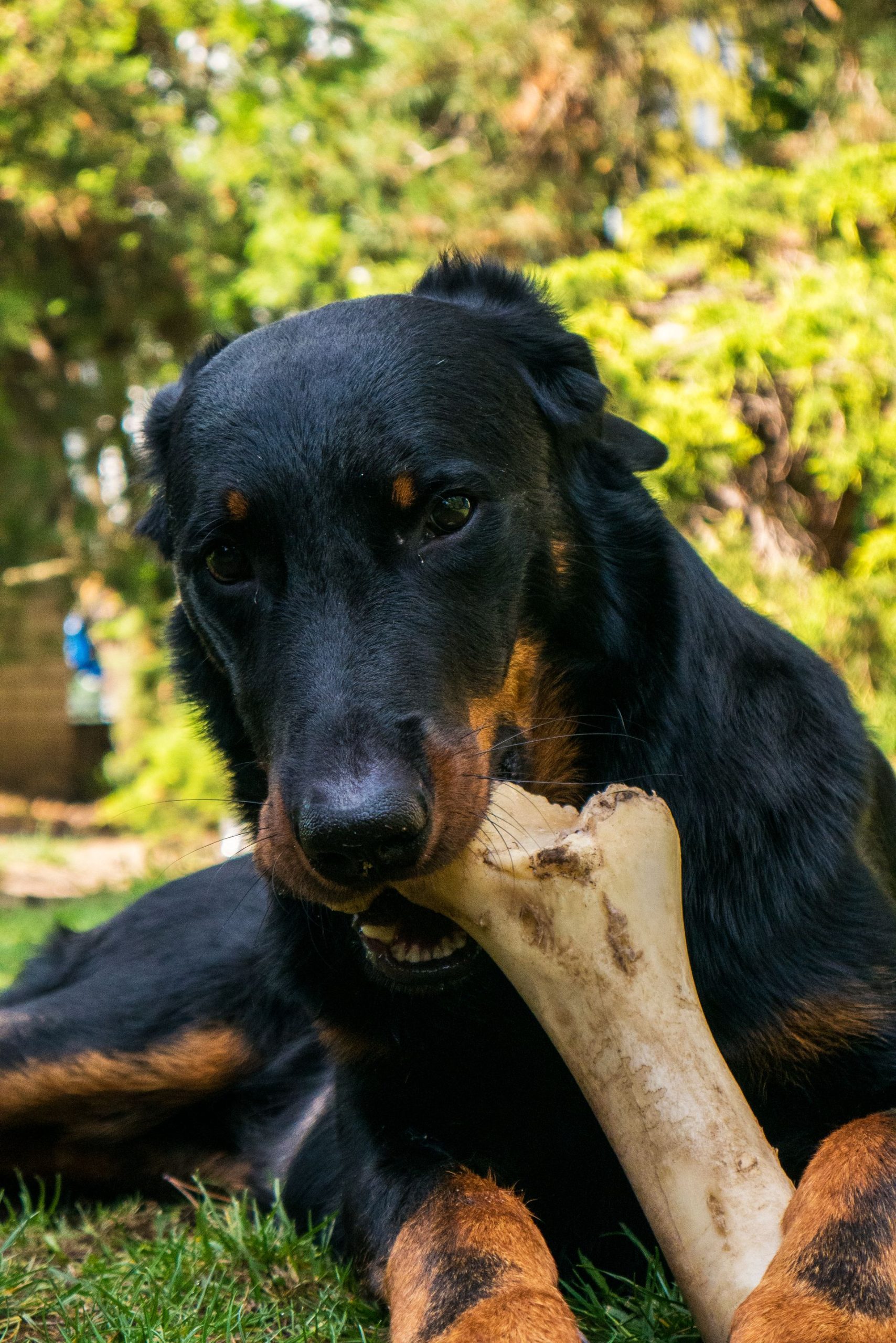 safe bones for dogs
