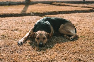 why do pets go missing in summer