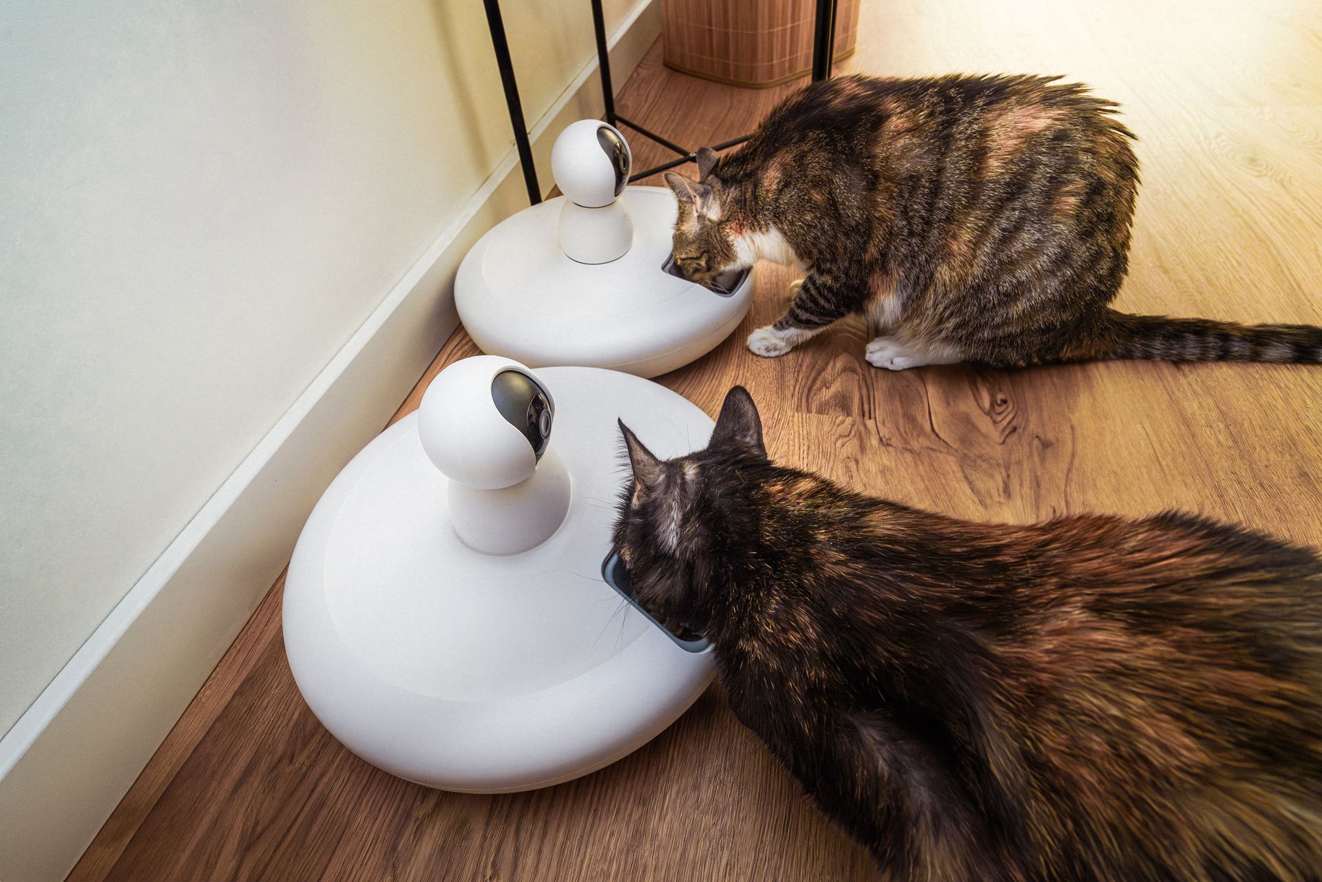 automatic pet feeders