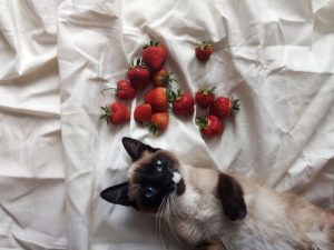 safe fruits for cats