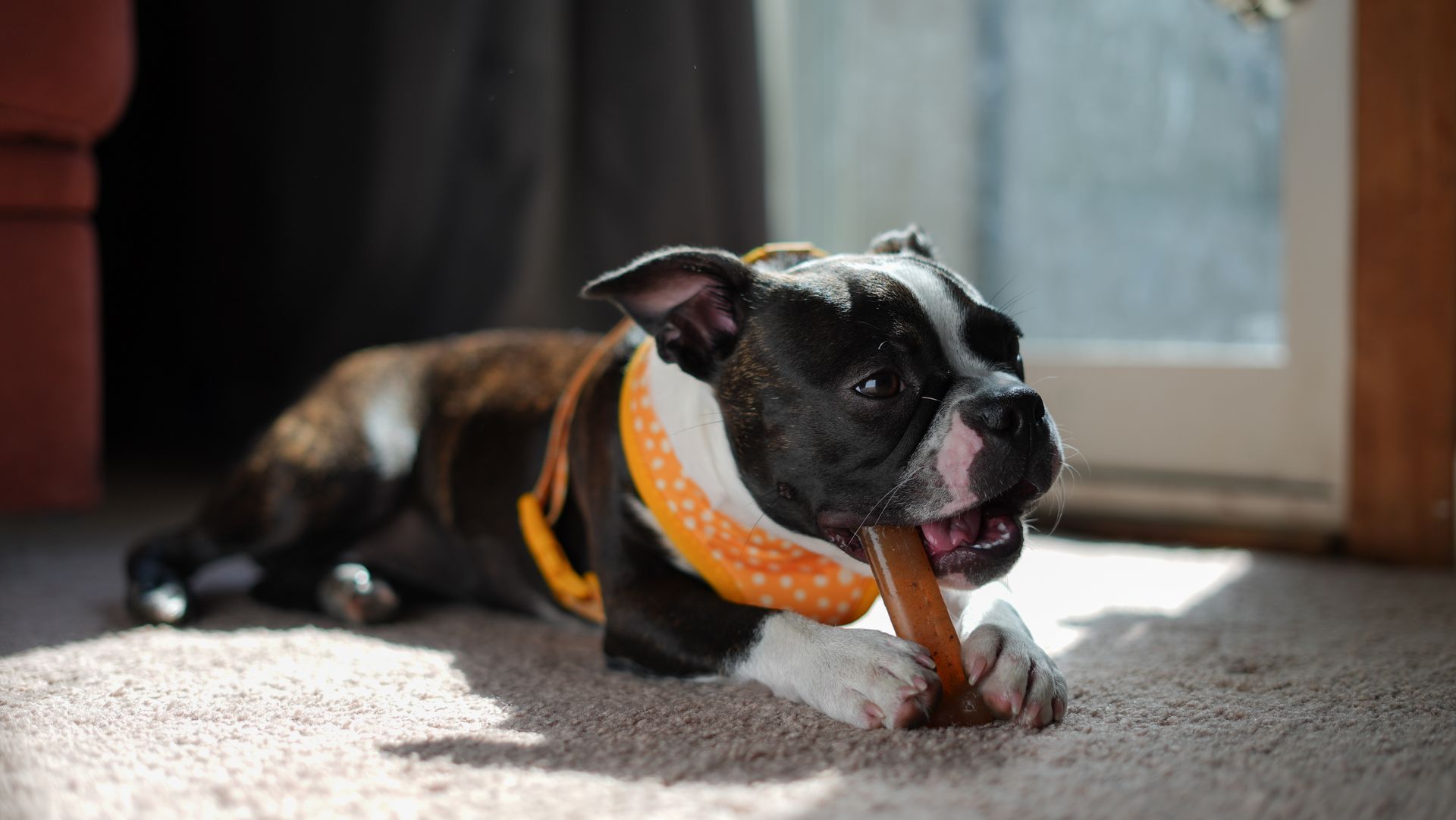 indestructible dog toys