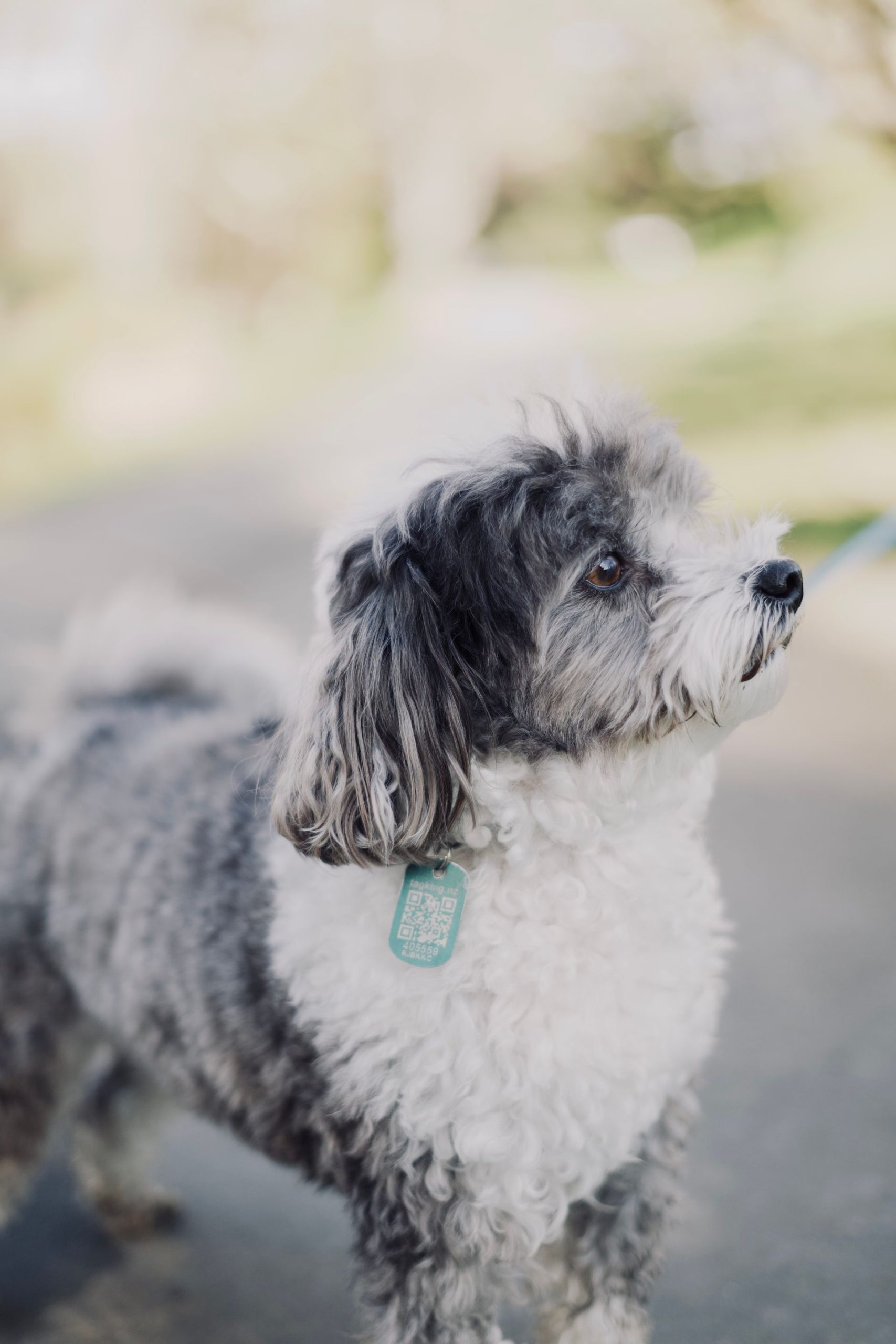 dog microchip benefits