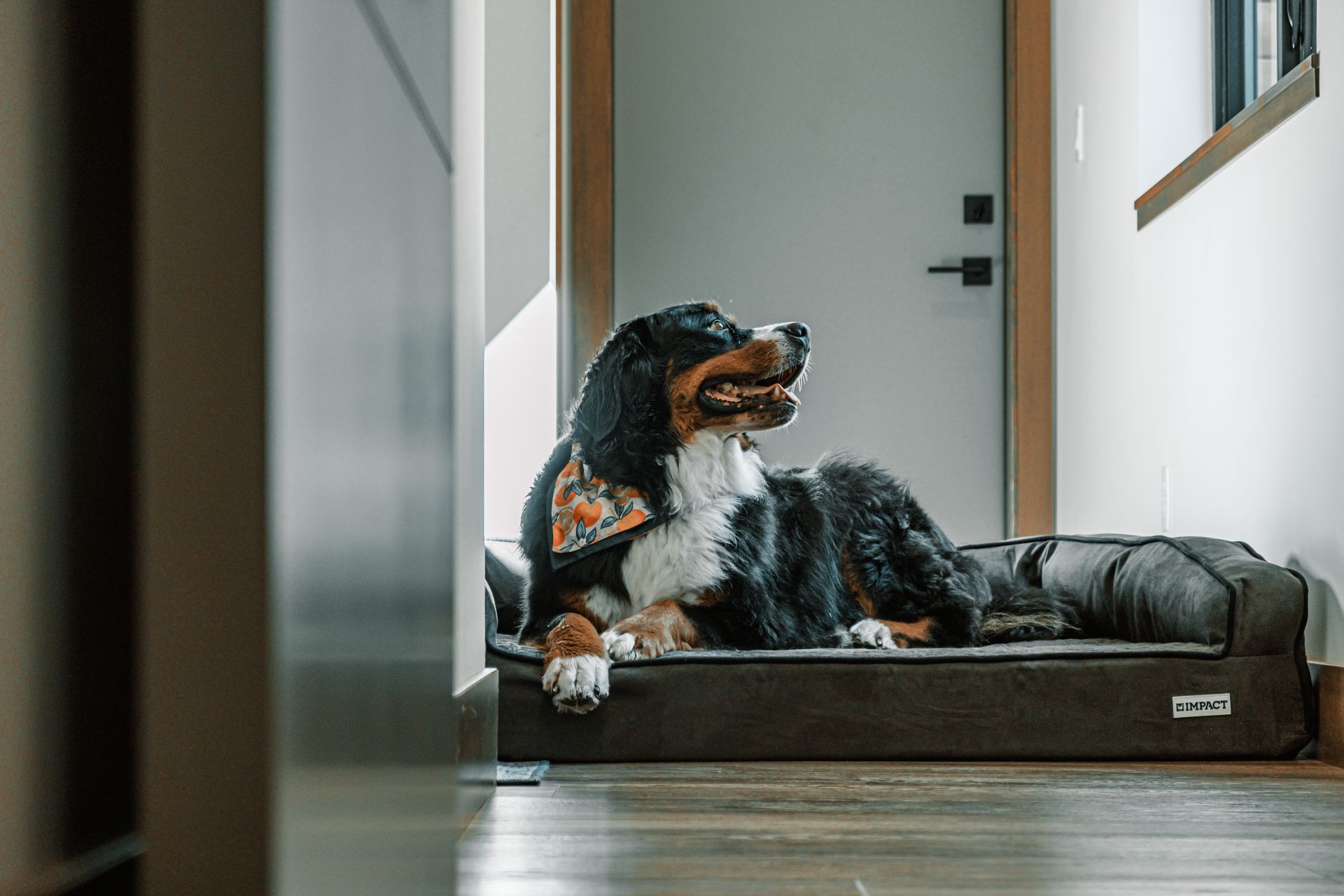 best orthopedic dog beds
